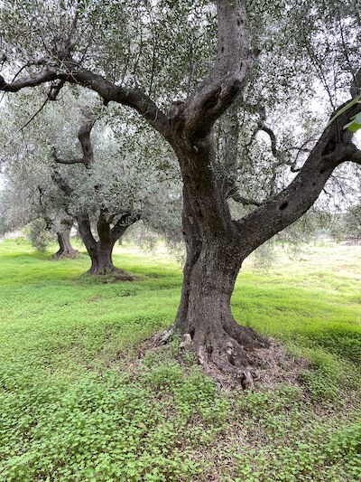 The Olive Grove The Olive groves in Spring at Trullo Dipinto